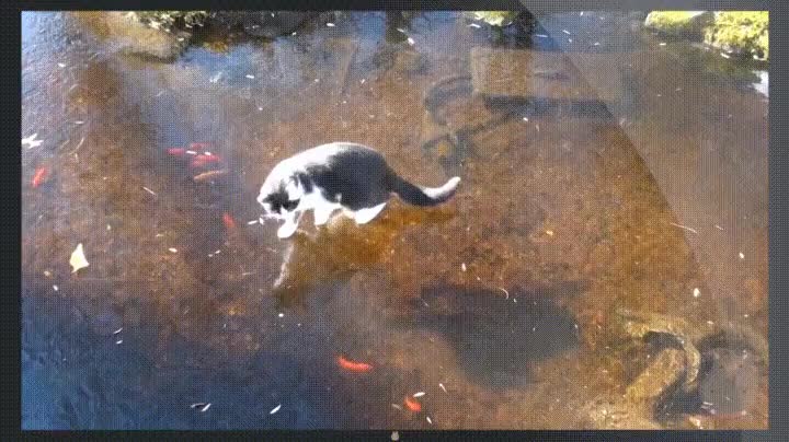 gato,cazar,hielo,cerca,lejos