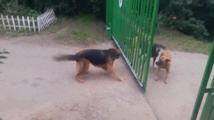 perros,humano,ladrar,insultos,internet