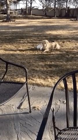 conejo,perro,monty phyton,caballeros de la mesa cuadrada