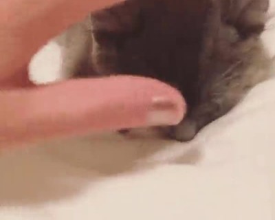 gato,dormir,cinco minutos,m&aacute;s