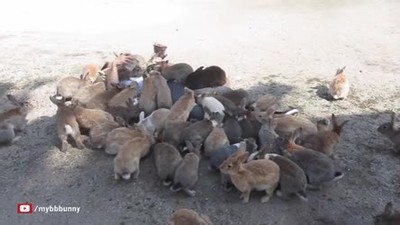 enterrado,horda,conejos,hambrientos