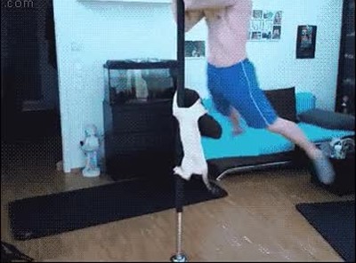 gato,imitar,due&ntilde;o,barra