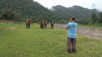 elefantes,amor,demasiado,encari&ntilde;ados