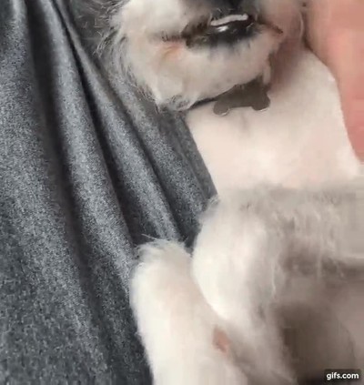 perro,sonrisa,profident,seductor,barrio