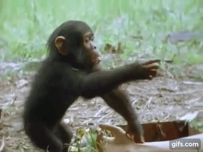 broma,oler,dedo,humana,mono