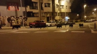 Cuando sales con tus amigos a comerte la ciudad. La noche es joven amigos,jabalis,comerse,ciudad,noche,joven