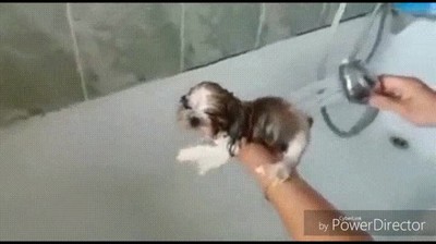 perro,nadar,agua,instinto