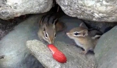 Enlace a Ardillas peleando de la forma más épica por un trozo de fresa