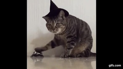 gato,forma,curiosa,pedir,cosas,timbre,hotel