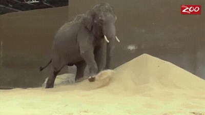 elefante,necesitar,monta&ntilde;a,arena