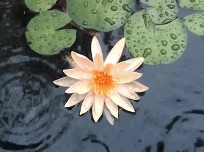 Enlace a Se me ocurren pocas cosas más relajantes 