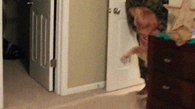 nada,perro,contento,casa,saltos