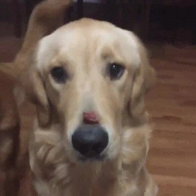 hermano,peque&ntilde;o,comida,perro