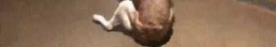 perro,problemas,contento,conocer,amigo