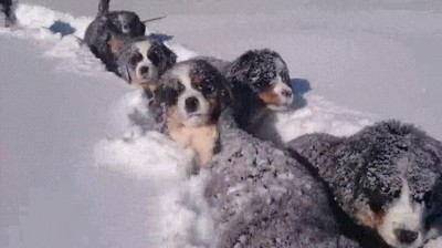 cachorros,nieve,pasarlo,en grande
