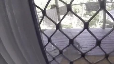 vecino,nuevo,saludar,cocodrilo