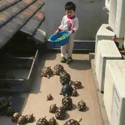 flautista,hamelin,tortugas