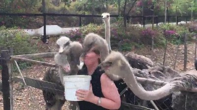 abrir,paquete,chicles,clase