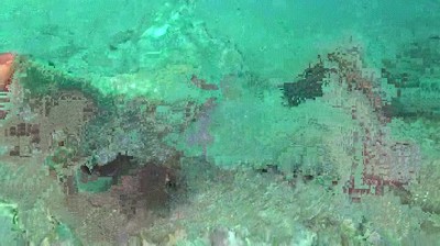 creer,mal,dia,pensar,pulpo,camuflaje