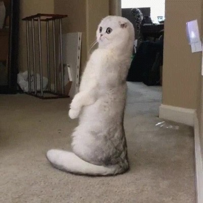 cara,escuchar,nombre,conversaci&oacute;n,ajena