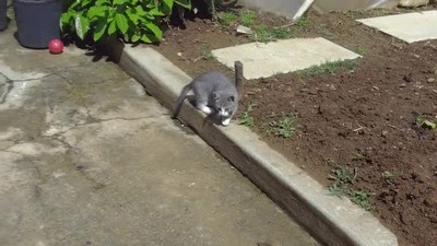 misión,gato,perro,abortar