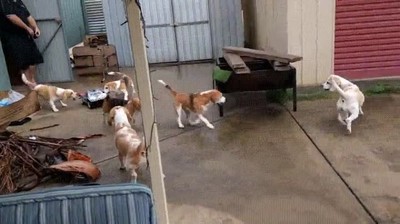 perro,beagles,pasarlo,en grande,coche,radiocontrol,perseguir