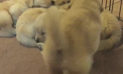 perros,union,fuerza,hora,siesta