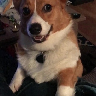 perro,tozudo,perder,nunca