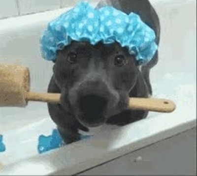 algo,perro hora,ba&ntilde;o,cepillo,gorro