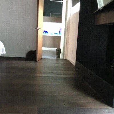 hermano,casa,esconder,susto,gatos,puerta