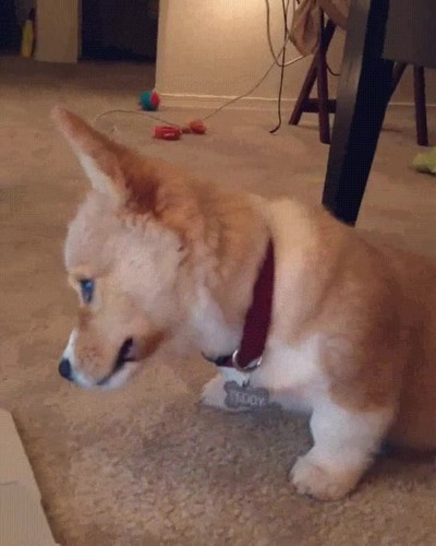 corgi,escuchar,gato,primera vez,flipar