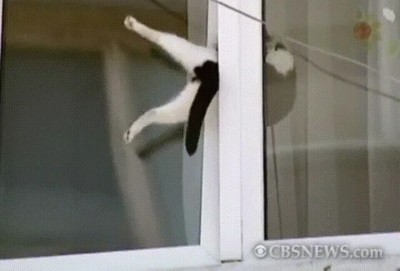 ciudadano,an&oacute;nimo,ayudar,gato,atrapado,ventana