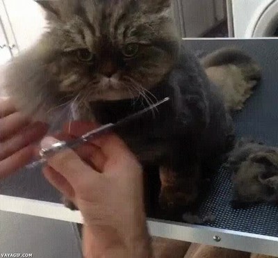 Enlace a Como me cortes un solo pelo de más acabo con tu vida, humano