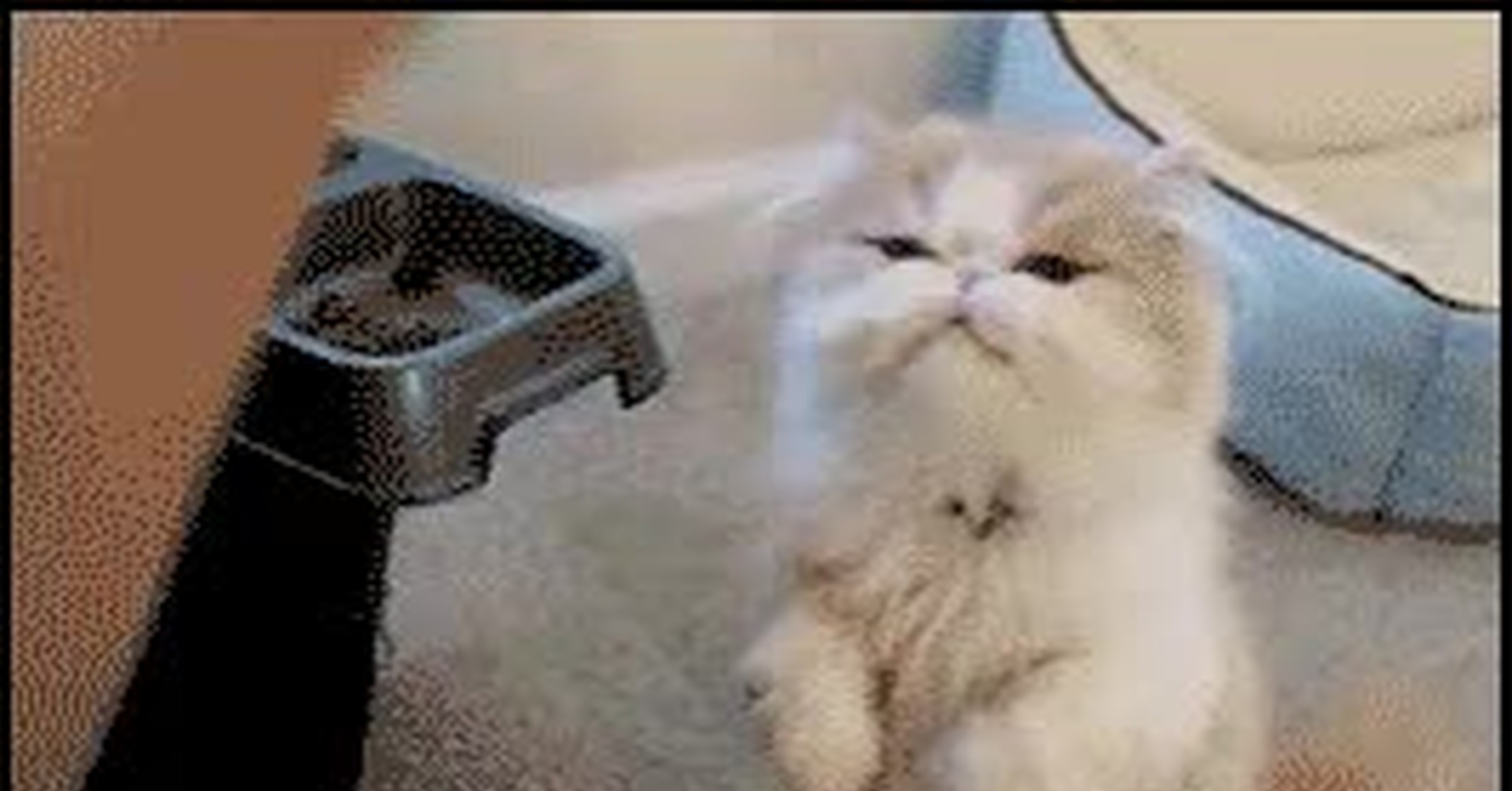 ¡Vaya GIF! / Compartir la comida con tu mejor amigo es algo muy básico