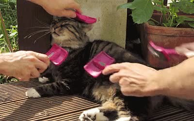 gato,cumplea&ntilde;os,amigos,esforzar