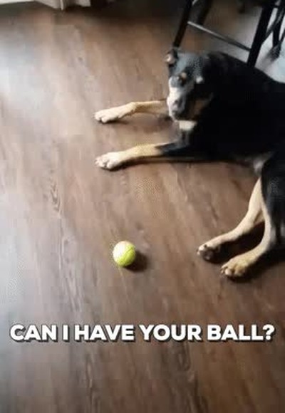 pedir,perro,educaci&oacute;n,pelota