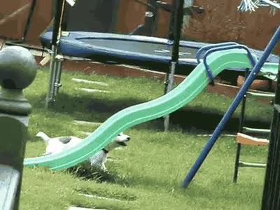 perro,listo,necesitar,humano,pasarlo bien