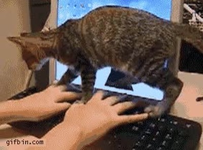 colega,trabajar,gato,pc