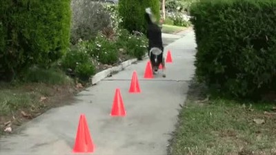 perros,rid&iacute;culo,clase,gimnasia,conos