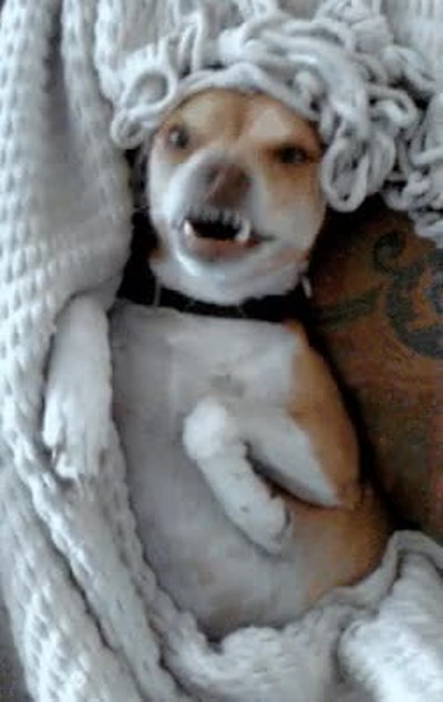 cinco,minutos,perro,dormir