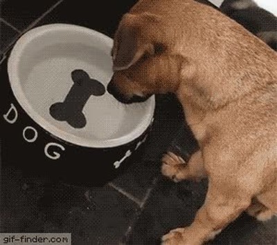 demonios,hueso,plato,perro,brujer&iacute;a