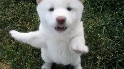 saber,perro,empezar,lunes,imposible