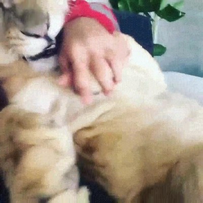 acariciar,leon,casa,adorable