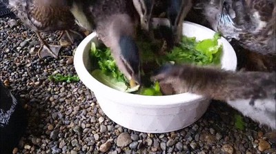 Enlace a Cuando todos tus amigos decidís empezar una dieta al mismo tiempo