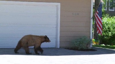 oso,humano,asustar,mismo,tiempo