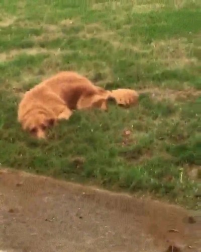 perro,cavar,tierra,disimulado,mundo