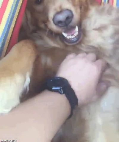 ganas,llegar,semana santa,d&iacute;a,perro