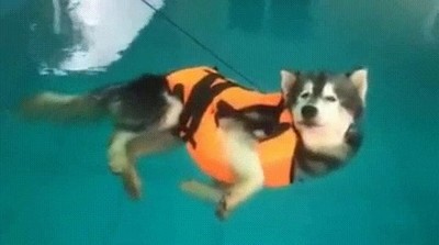 perro,suponer,aprender,nadar