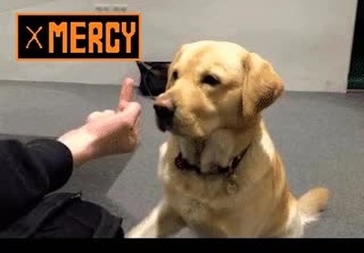 diferencia,perros,gatos,undertale