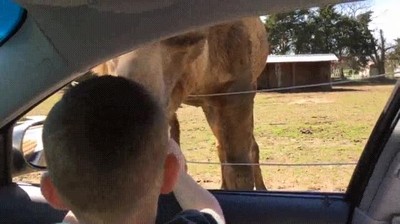 dar,comida,animales,divertido